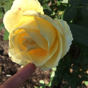 Meet your Posher, Emma